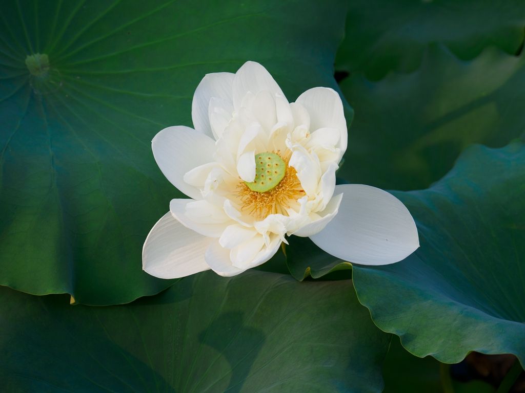 Ҽ������app����(�й�)�ٷ�������