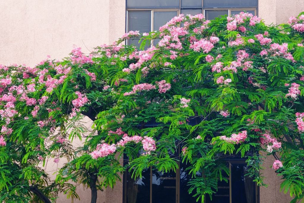 Ҽ������app����(�й�)�ٷ�������