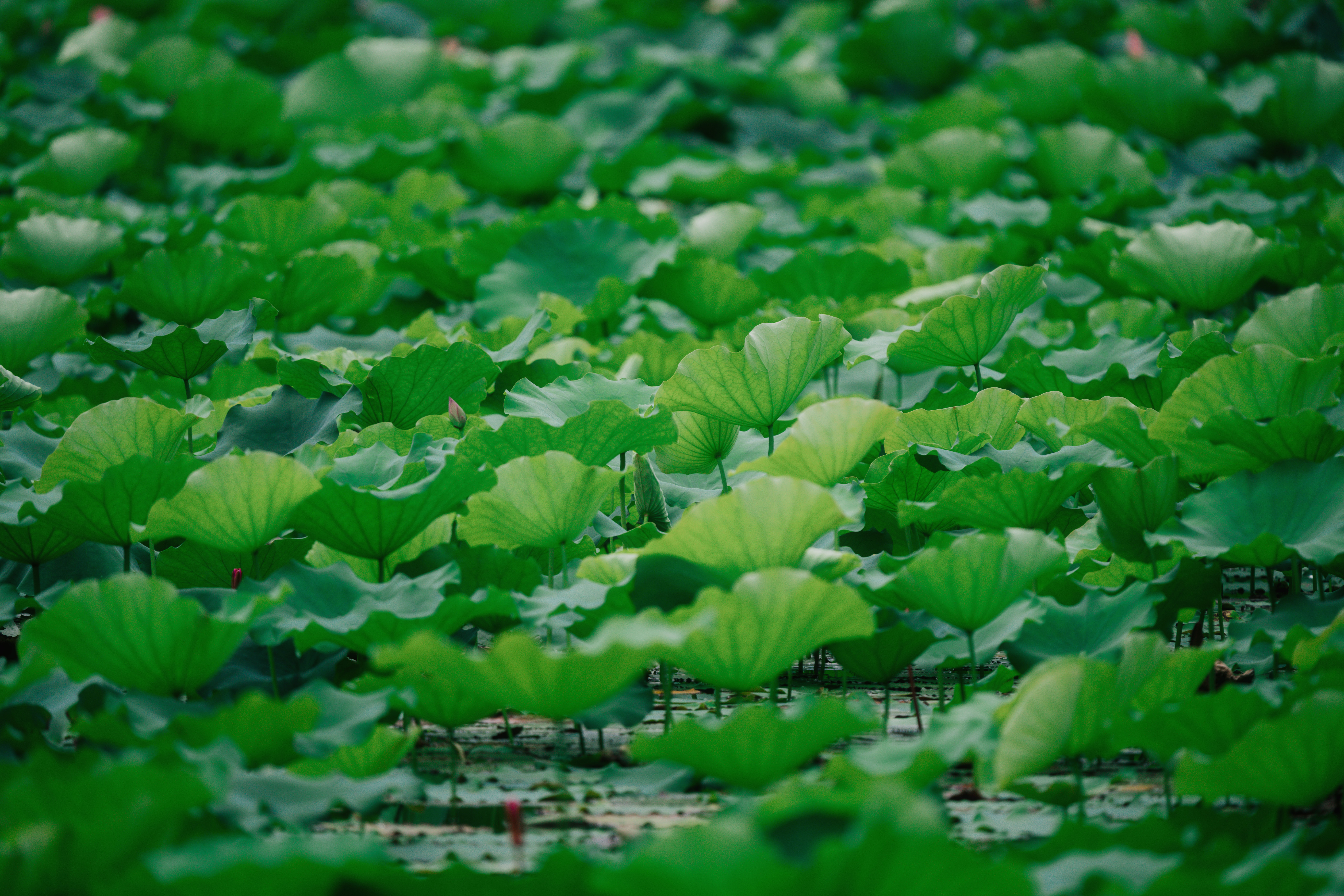 Ҽ������app����(�й�)�ٷ�������