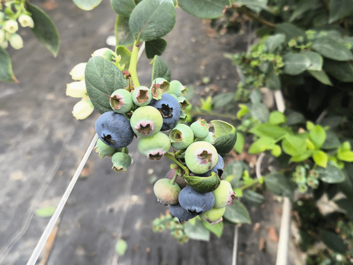 09E7B8ECA11C84481F829FFEDD1_EAC1BFBA_7177F 7177F