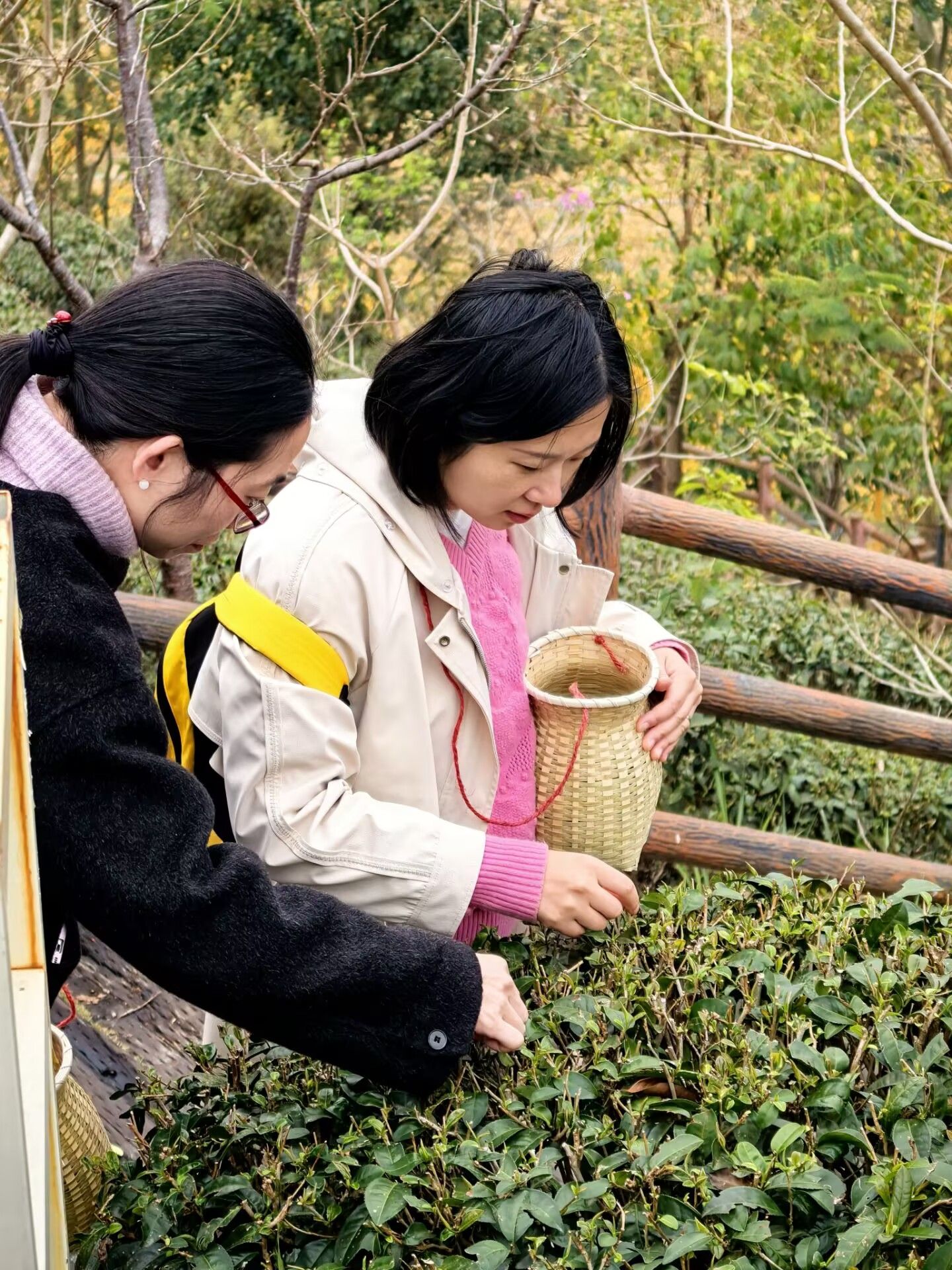 96F323F259481E3DCE8C52FAF1A_9844F4BF_8C23E