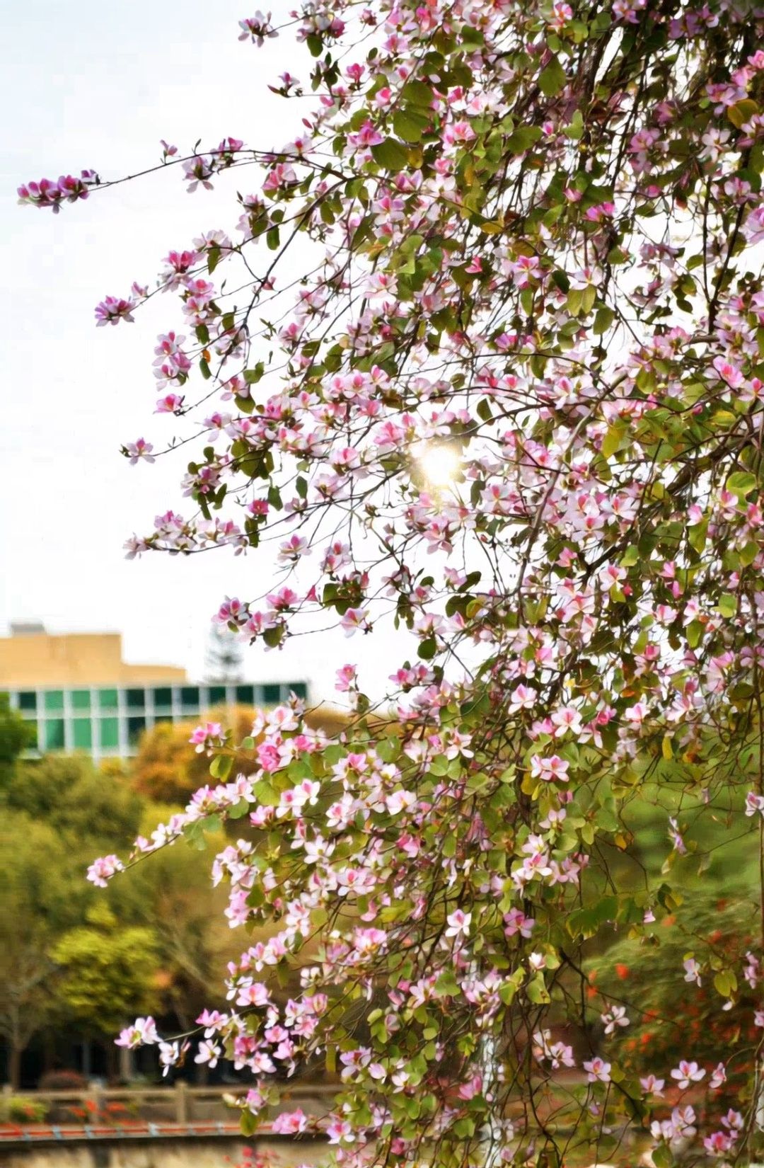 Ҽ������app����(�й�)�ٷ�������