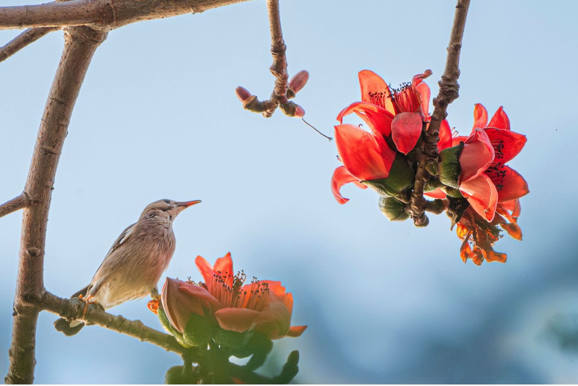 Ҽ������app����(�й�)�ٷ�������