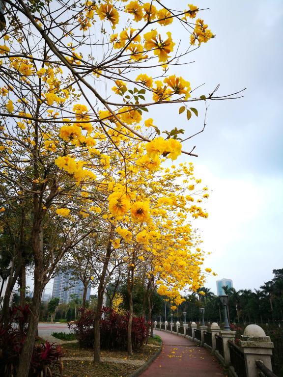 Ҽ������app����(�й�)�ٷ�������