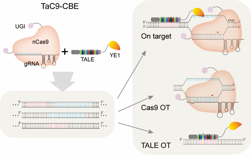 7E087FFFC6B182EA9A193AFBF24_F9225C2D_1E4BD