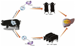 B2DED40A78519B84FE3B676F3EA_7ADA440C_2C0CD