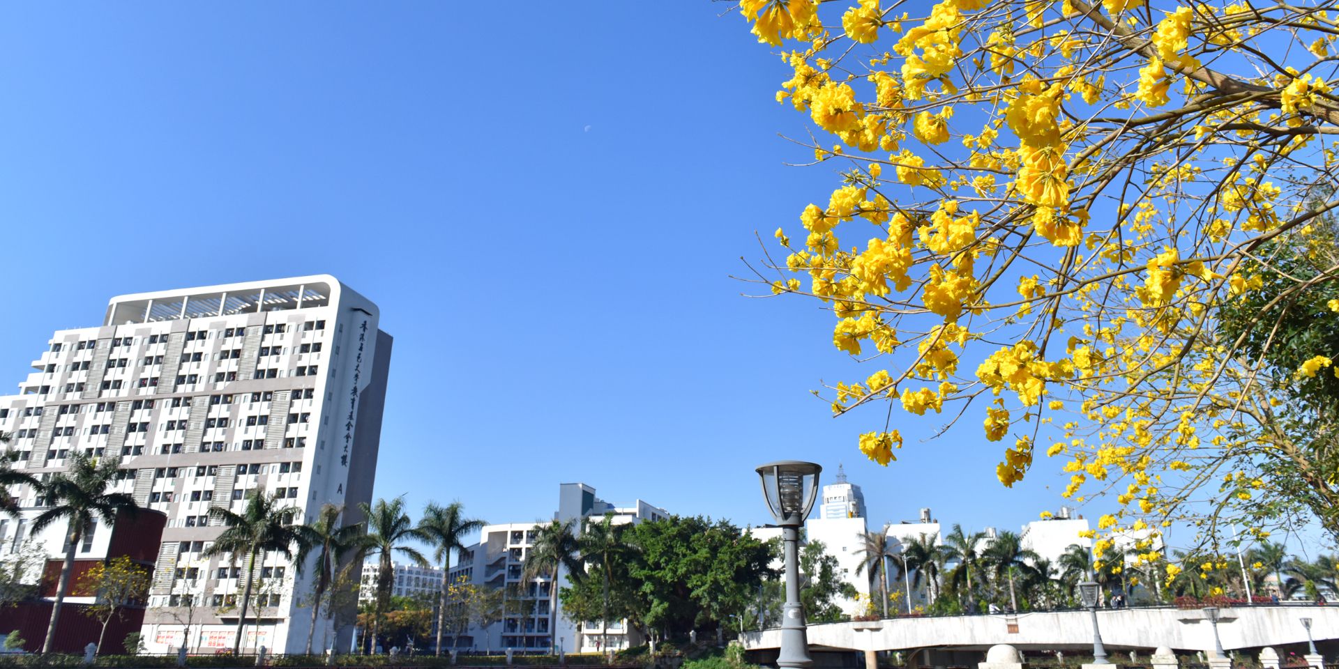 У���ƻ�����ľ