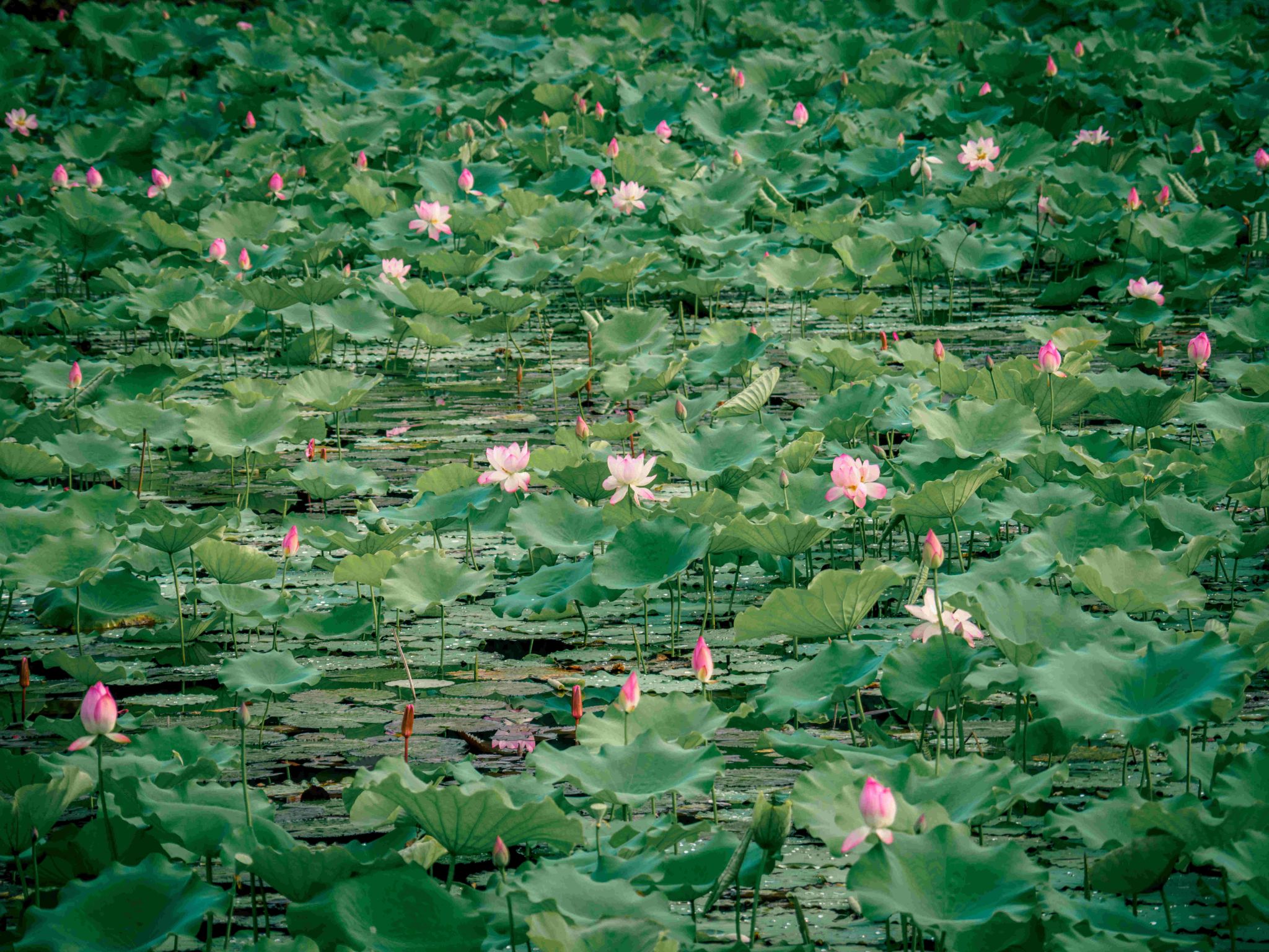 Ҽ������app����(�й�)�ٷ�������