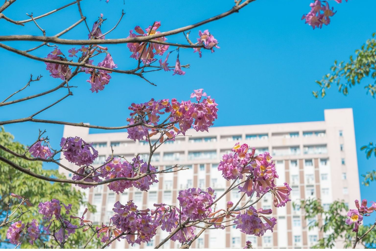 Ҽ������app����(�й�)�ٷ�������