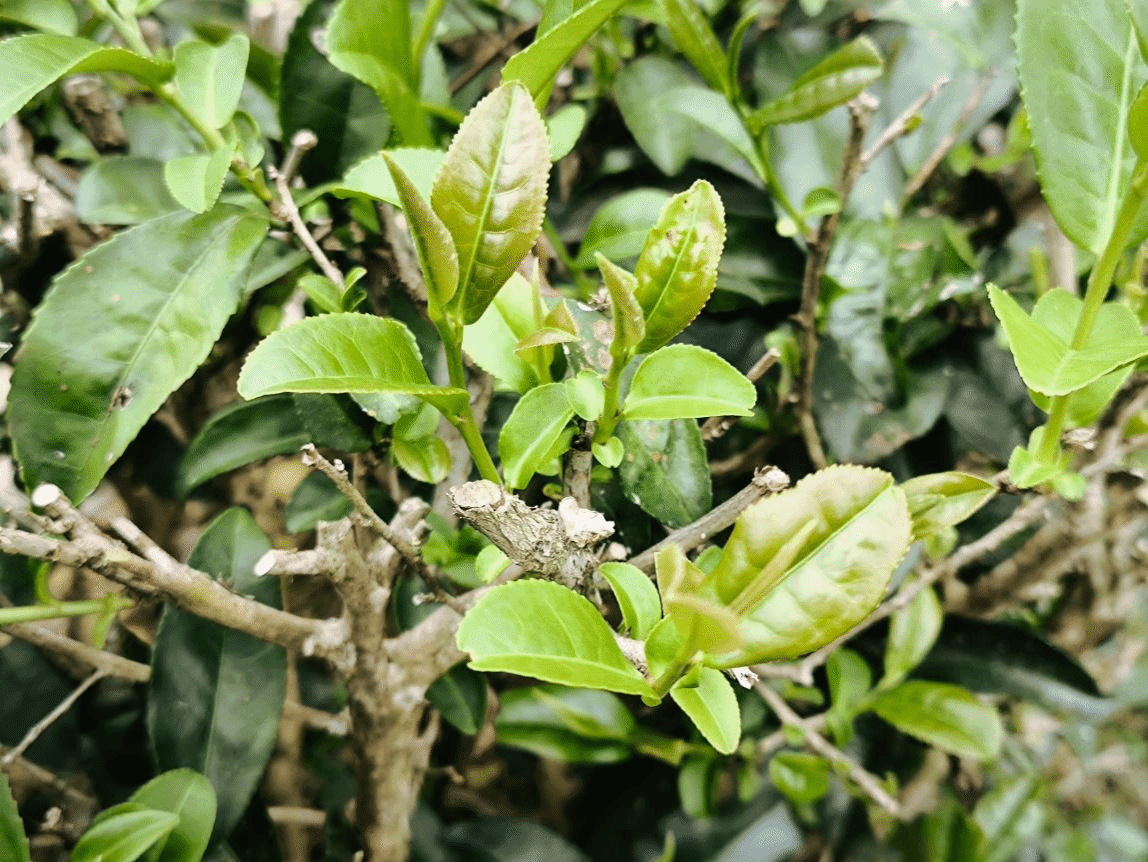 B14B6D30C8C3DF1B79CA0AAA5ED_9D72A518_8AEDF 8AEDF