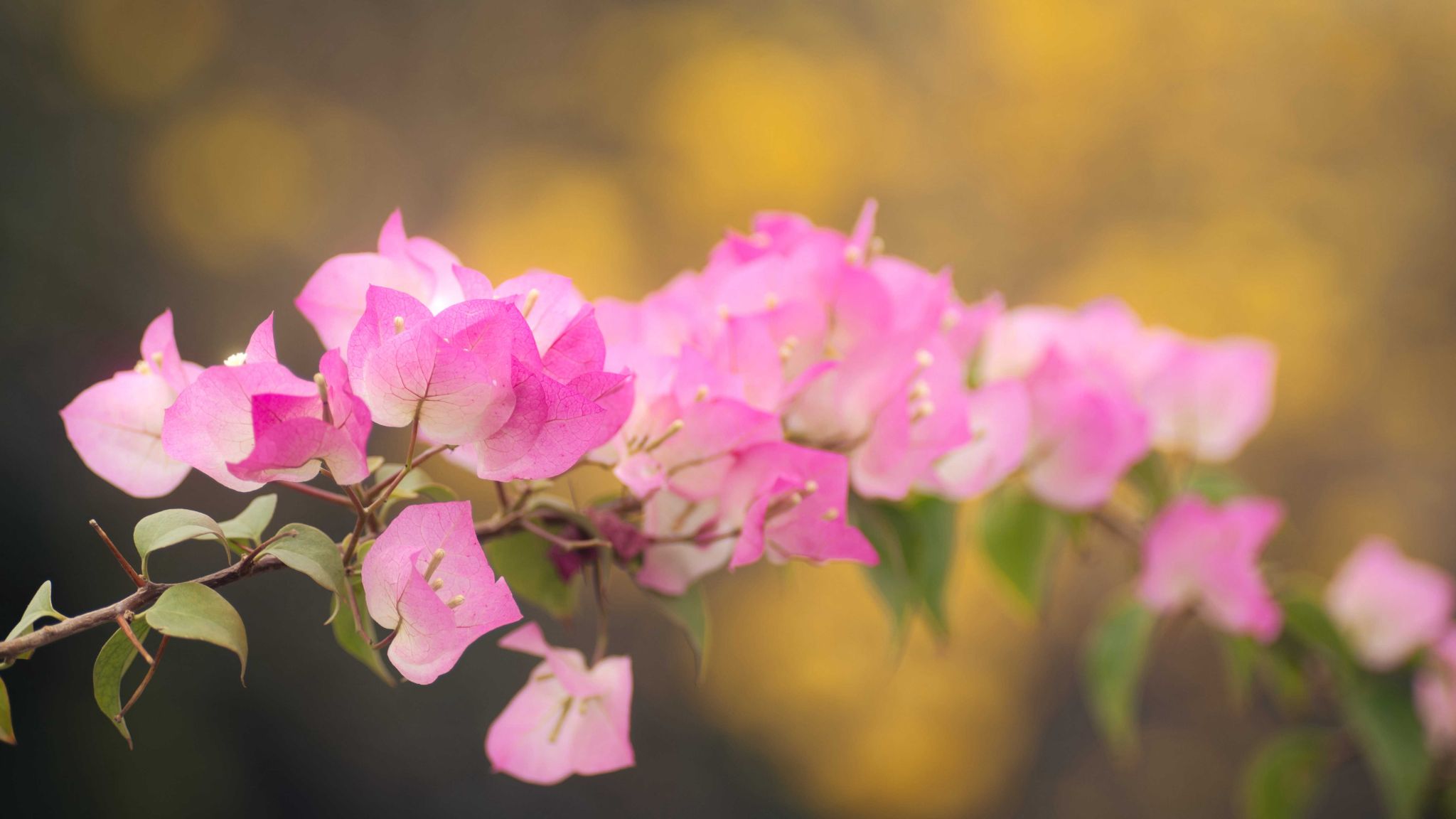 Ҽ������app����(�й�)�ٷ�������