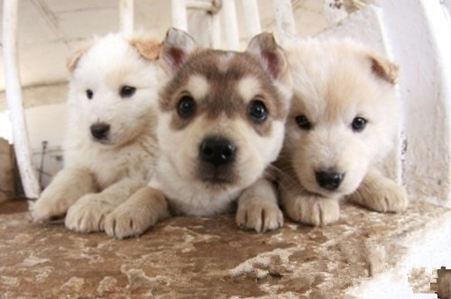 Ҽ������app����(�й�)�ٷ�������