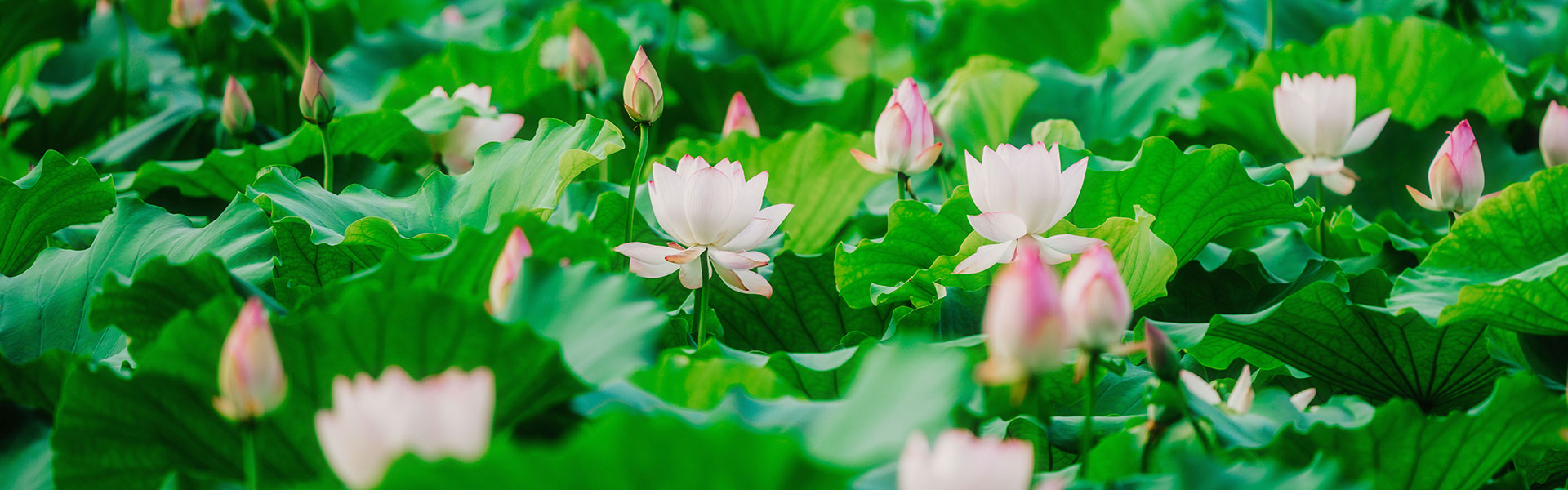 Ҽ������APPУ�ѻ�����������չ�����