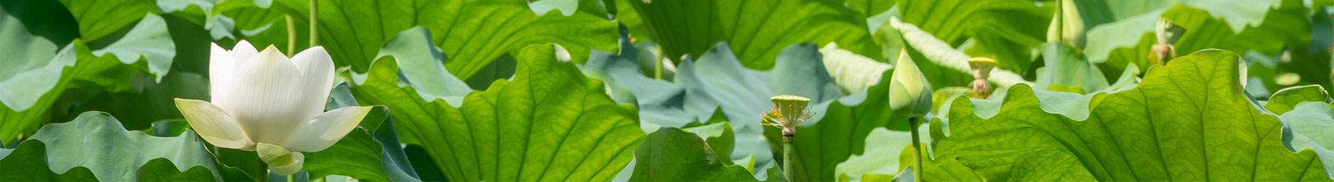 Ҽ������app����(�й�)�ٷ�������