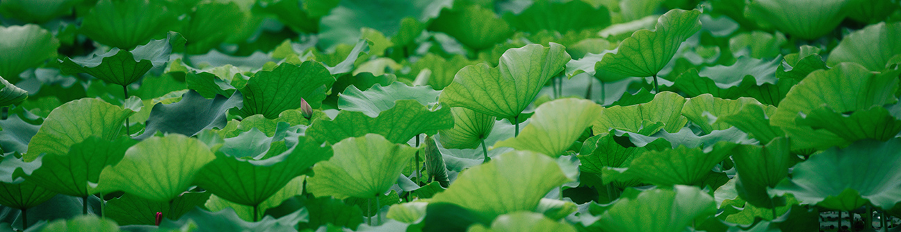 CBF2FA7BD0DB67EC008F6E3D15C_2B38C9B9_58C4F1